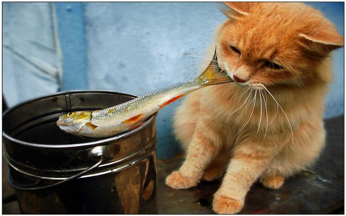 Funny Cats Compilation 2017 Cat Fails 2017 Funny Pets 2017 #2