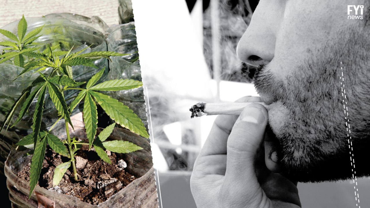 Weed Commercialization in Uruguay