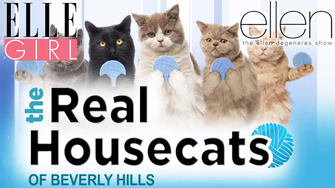 March Cuteness avec des vidéos d'animaux mignons ! | The Ellen DeGeneres Show | Du Lundi à Vendredi à 20h10 | Talk Show