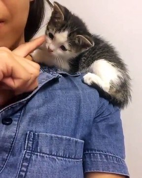 Un chaton qui choisi le meilleur endroit pour faire la sieste
