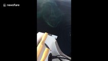 Basking shark spotted off the coast of Cornwall, UK