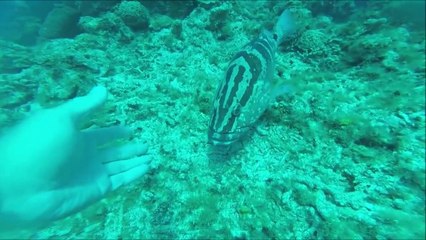 Ce plongeur a la chance de pouvoir caresser un poisson sous l'eau... Magique