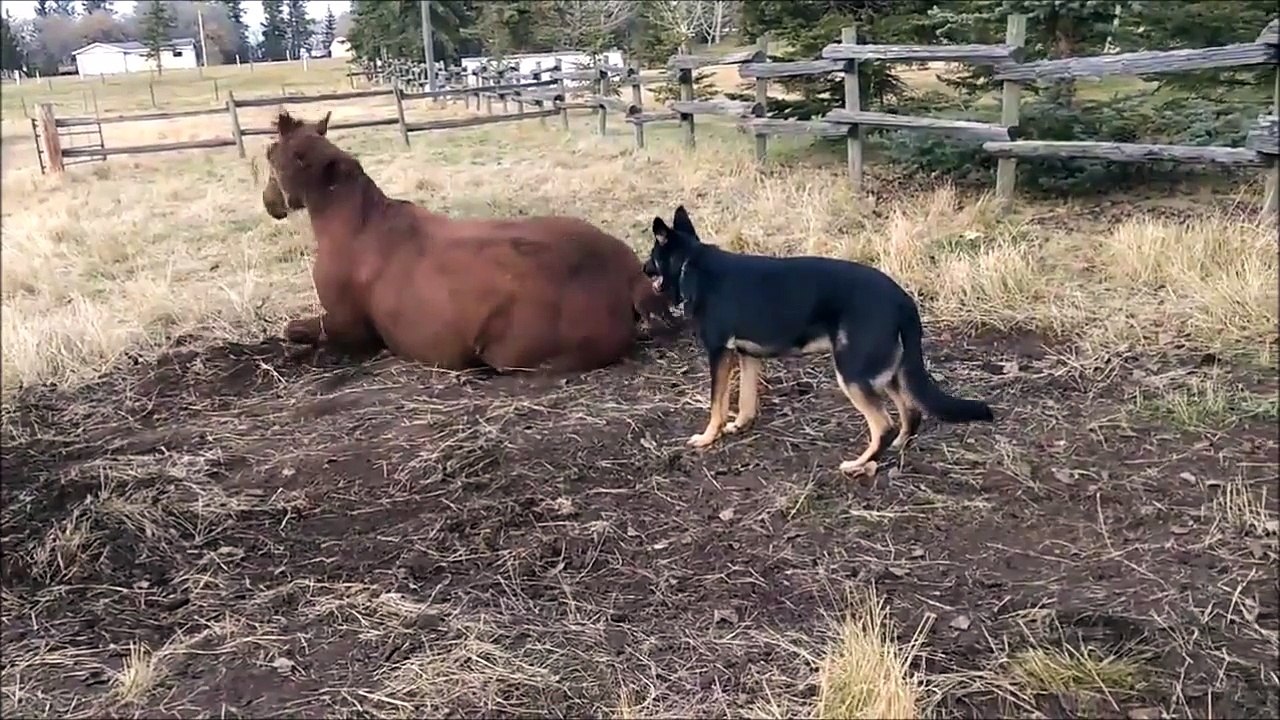 Ce chien gratte l'amitié à un cheval... Adorable