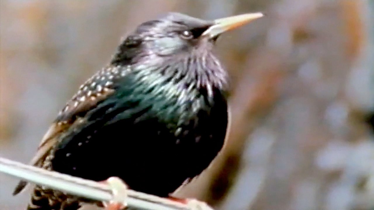 Čvorak (Opstanak, Anglia)