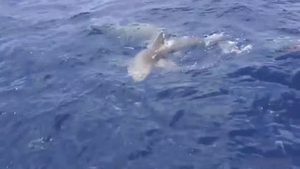 Kafes İçerisinde Denize Giren Ünlü Model Köpek Balıkları Saldırdı