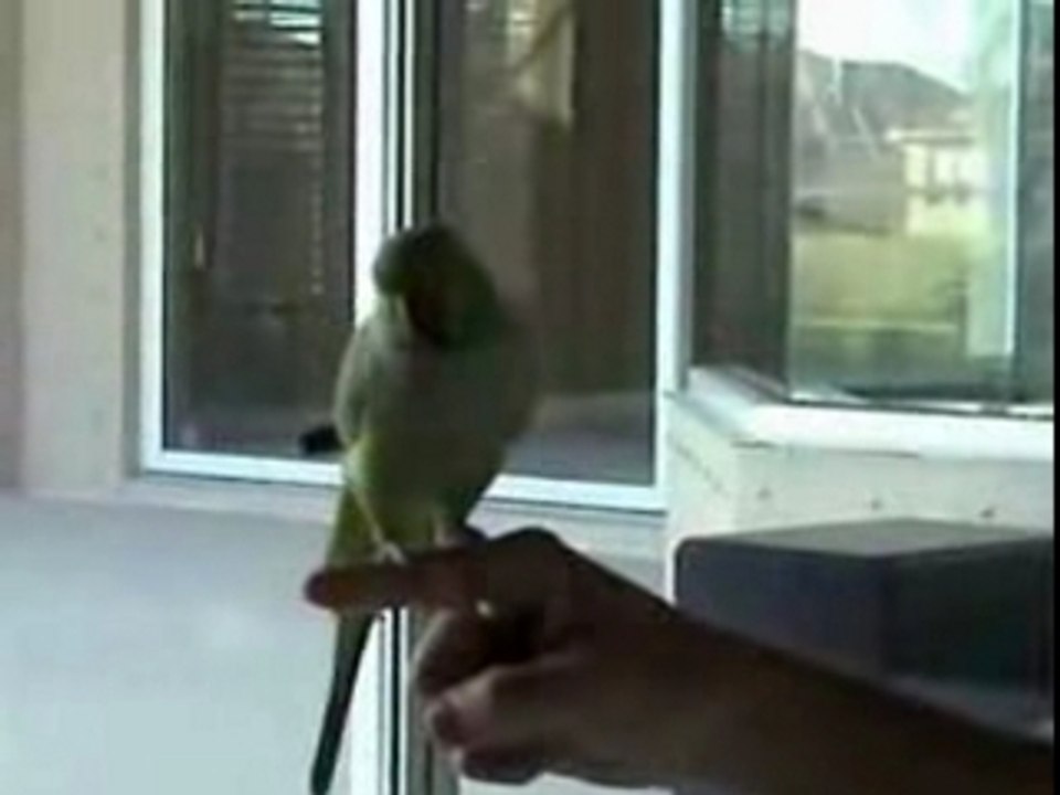 Oiseau intelligent