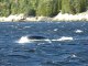 baleines Poisson Tadoussac 3