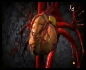 "Mula": Muerte por cocaina (Autopsia forense)