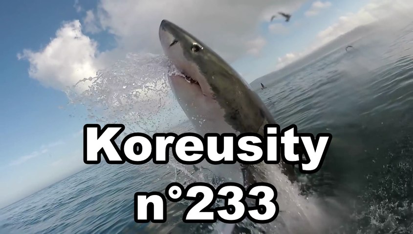 Koreusity n°233