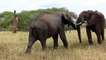 Elephants for ids - Elephants Playing - African Animals