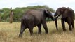 Elephants for ids - Elephants Playing - African Animals