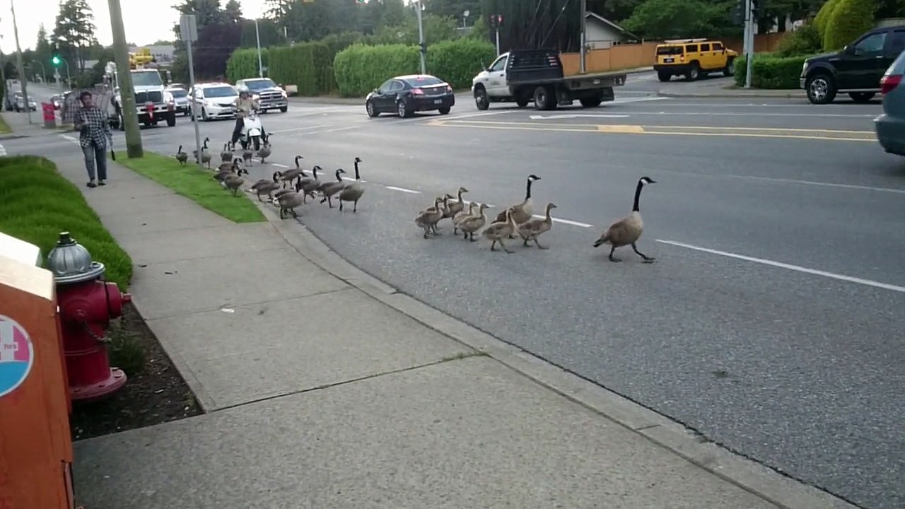 Why Did the Ducks Cross the Road?