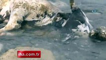 Sahile ölü inek vurdu