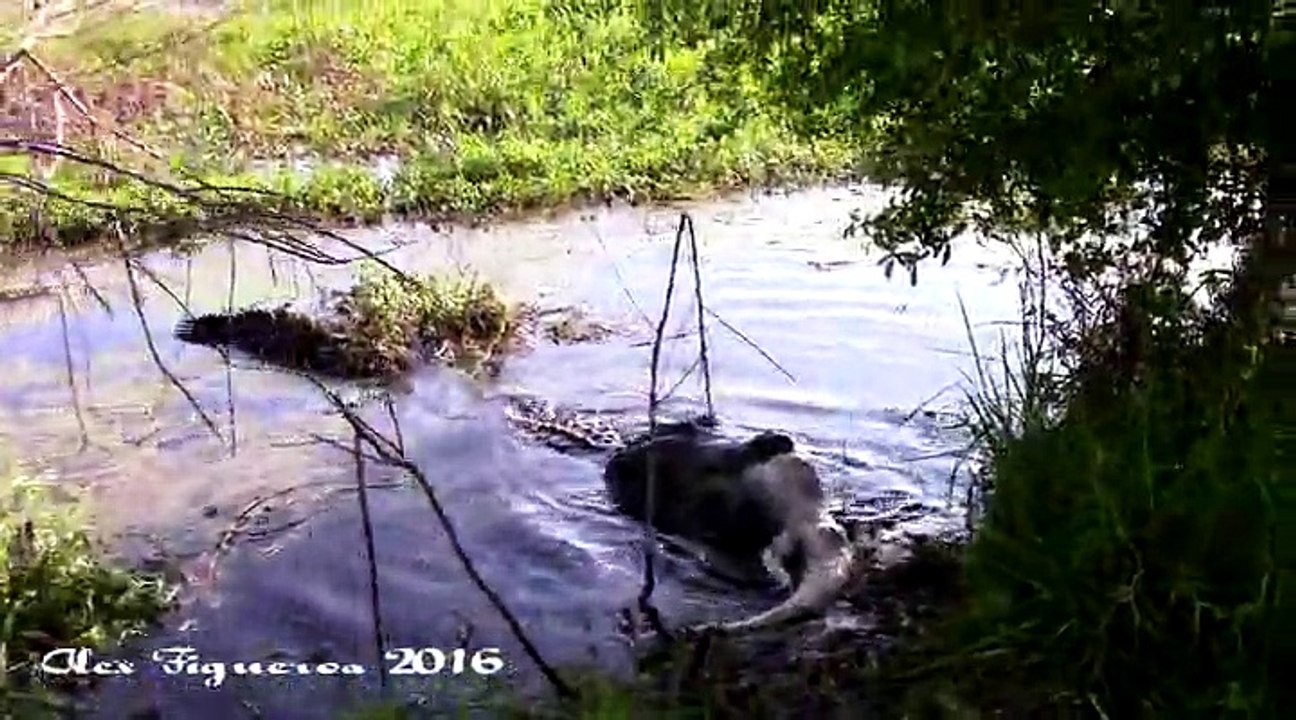 It's A Gator-Eat-Gator World