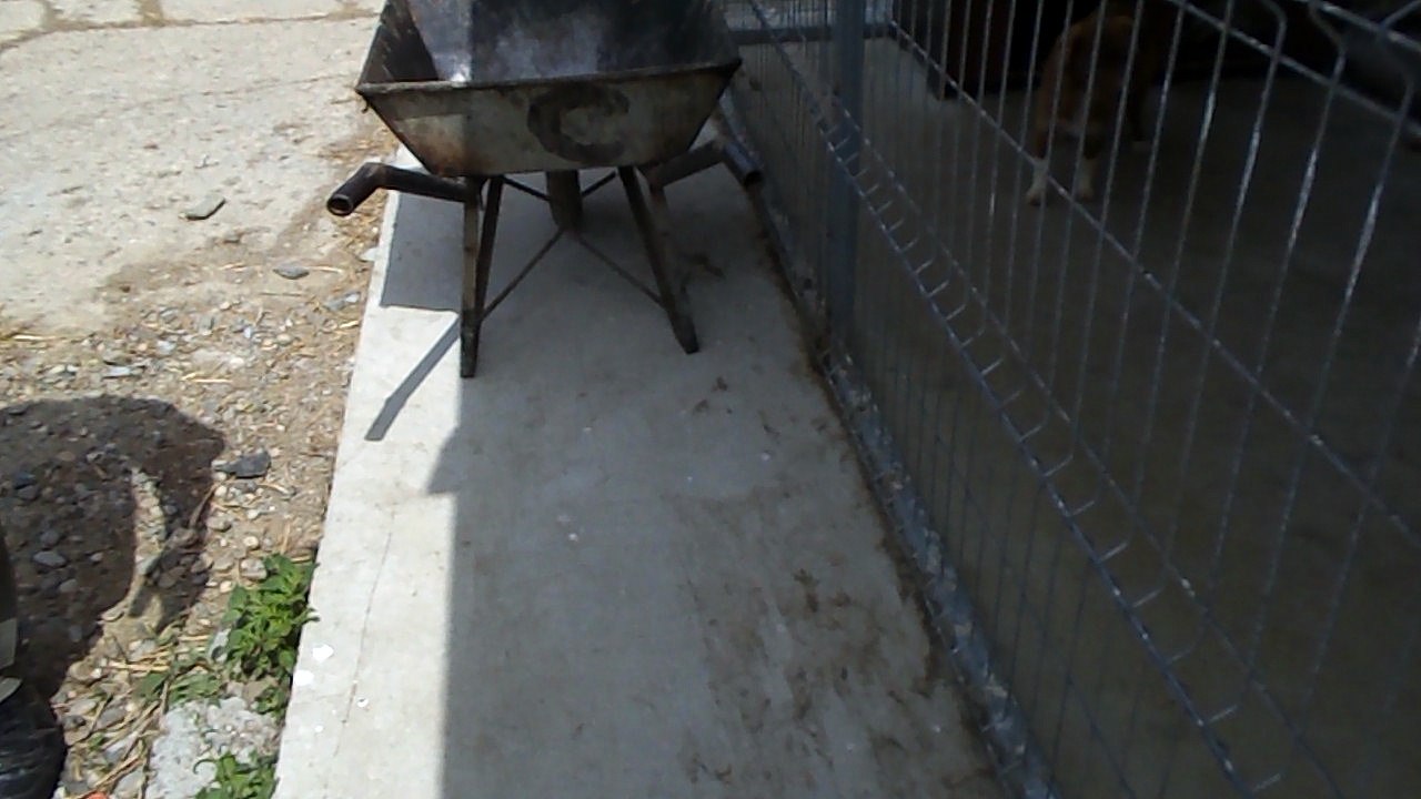 PS Bacau dog