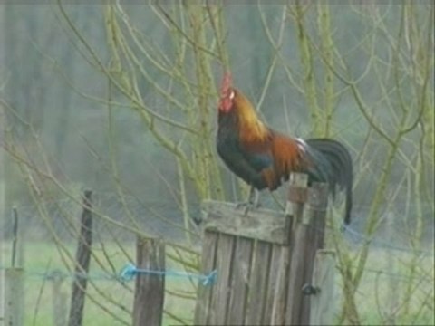 Veaux, vaches, cochons, couvées...