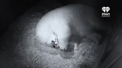 Deux oursons polaires naissent en Australie