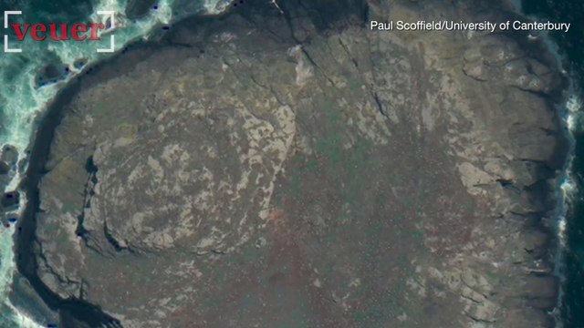 Satellites Could Be the Key to Saving Endangered Birds