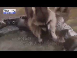 녹아버린 솜사탕, 너구리는 망연자실... [광화문의 아침] 258회 20160622