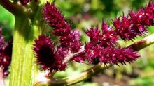 Amaranth - Leaf vegetable