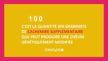 Bientôt dans nos assiettes : les animaux génétiquement modifiés