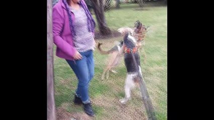 libia y juan sacando perros