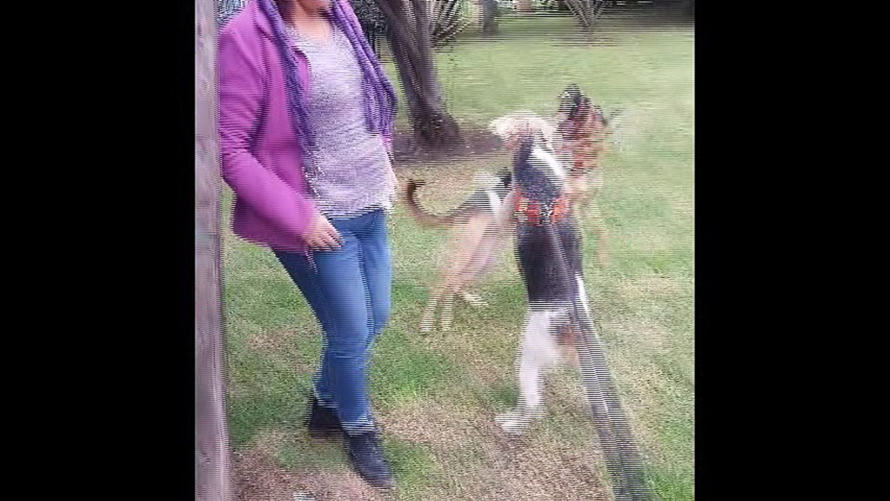 libia y juan sacando perros