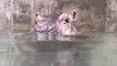 Cincinnati Zoo's Baby Hippo Dives Deep