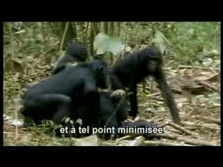 Homosexualité Animale