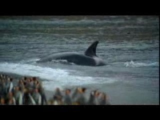 Orques de Crozet, David et les Goliaths