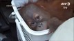 Baby orangutans rescued in Thai police sting