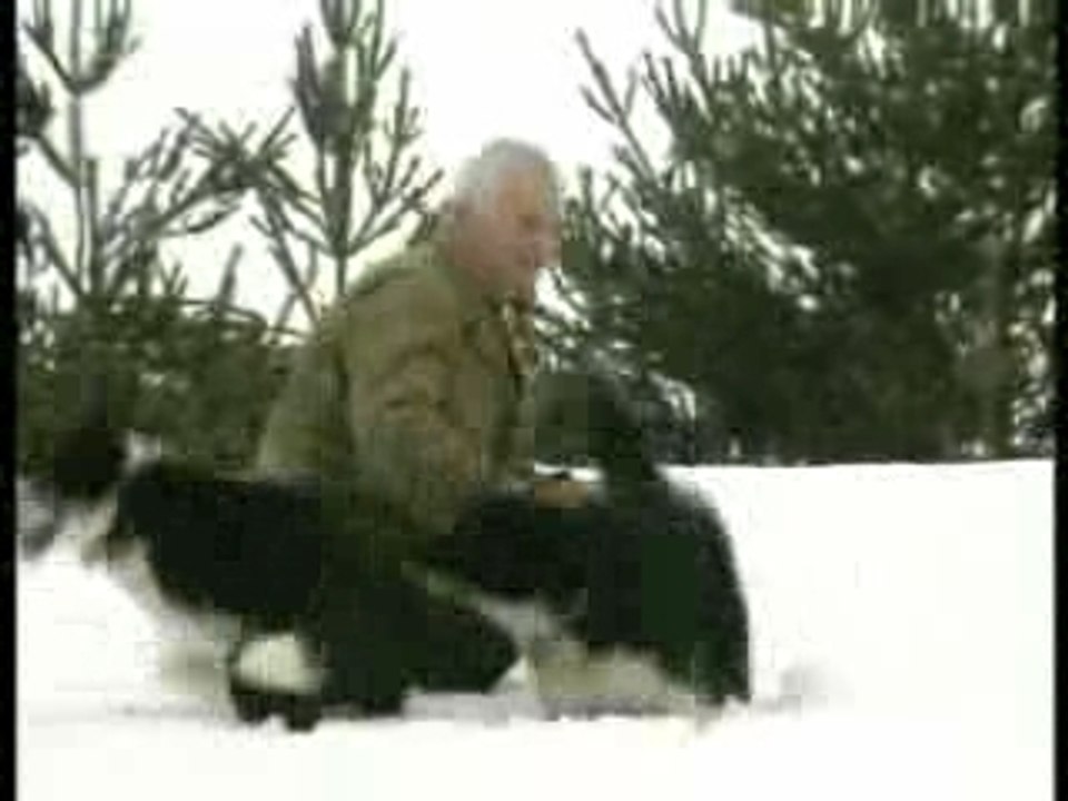 Chiens nordiques de chasse