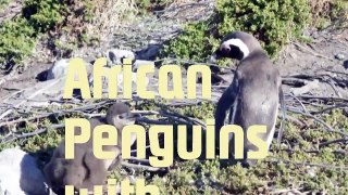 African Penguins with cute Chicks-xjvm0qpiNJ8