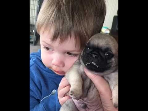 Puppy Love for This Boy and His Pet Pug