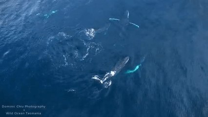 Descargar video: Extraordinary Footage of Humpback Whales in Tasmania