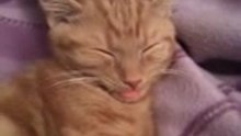 Cat's Cute H