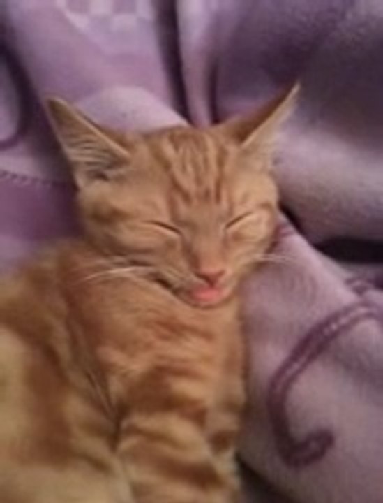 Cat's Cute H