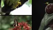 Tierarten Costa Ricas - Der Nasenbär-