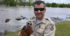 Baby Owl Stranded in Flooded Waters Rescued