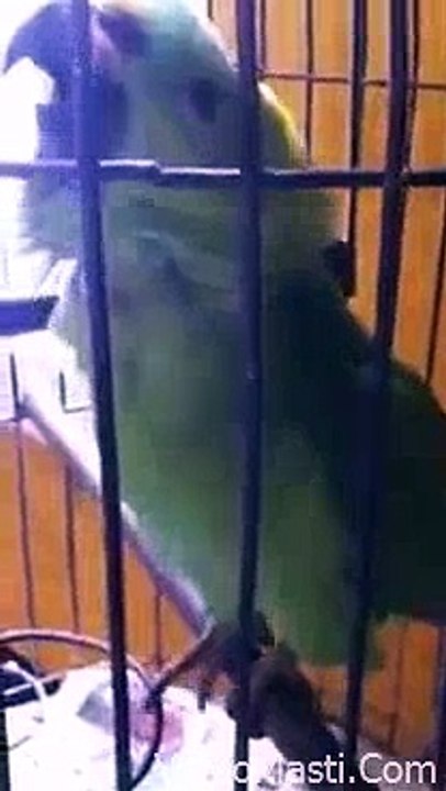 Naughty Parrot Crying Baby Voice Too Funny(wapking.fm)