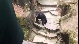 Chimpanzee Throws Tatti At Grandma Face Very Funny(wapking.fm)