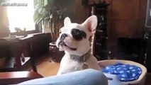 36 Most Funny Dog Barking Videos Compilation