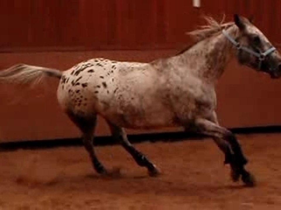 Michoko dans le manège