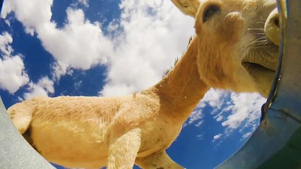 Une caméra placée dans un sceau qui filme des animaux en train de boire