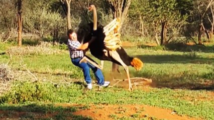 Une autruche attaque un homme