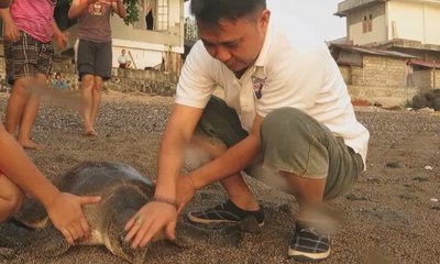 Penyu 50 Tahun Terdampar di Pantang Ondong