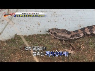 독사 중 최강자, 까치살무사! [뉴 코리아 헌터] 2회 20160616