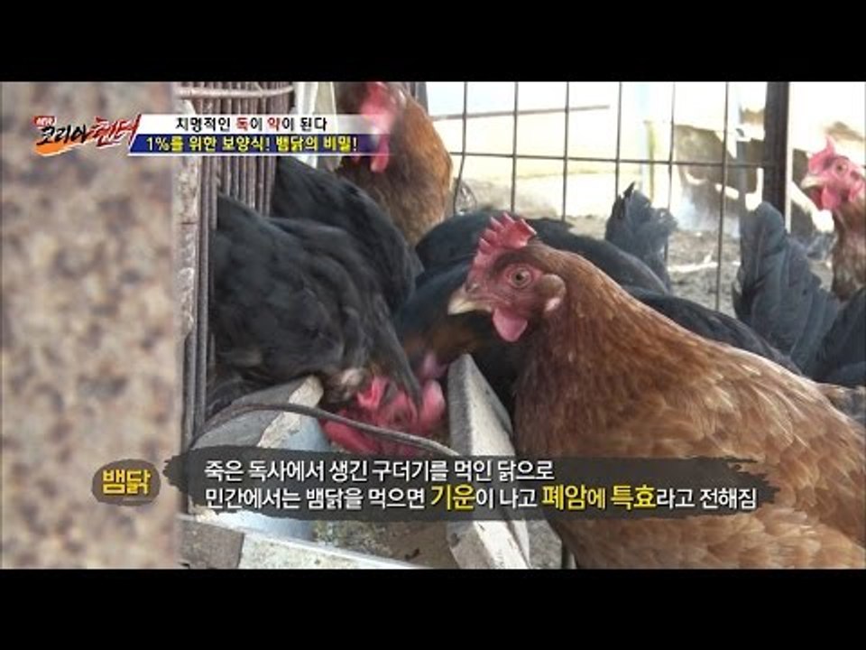 뱀 구더기를 먹은 닭, 1%의 보양식! [뉴 코리아 헌터] 2회 20160616