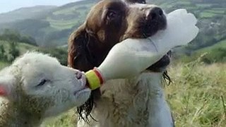Secret Life of Dogs - Documentary Part 1,Watch Tv Series new S-E 2016