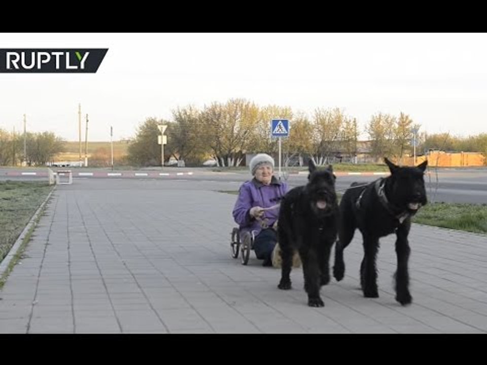 79yo dog-charioteer drives around pulled by two Giant Schnauzers